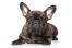 The lovely scrunched up face and tall, sharp ears of a young French Bulldog