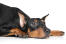 A tired German Pinscher having a rest