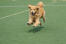 A wonderful adult Golden Retriever running at full pace