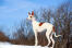 A beautiful Ibizan Hound out in the snow