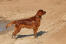 A young, adult Irish Setter enjoying some exercise outdoors