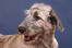 A close up of an Irish Wolfhound's lovely wiry beard and soft ears