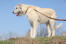 A great, big Irish Wolfhound with a wonderful, white, wiry coat