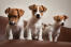 Three beautiful, little Jack Russell Terriers sitting neatly together