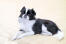 A black and white Japanese Chin lying down, showing off it's beautiful short nose