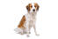 A healthy adult Kooikerhondje sitting patiently, waiting for a command