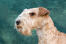 A close up of a Lakeland Terrier's beautiful neat beard