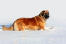 A wonderful, adult Leonberger enjoying some exercise in the snow