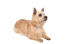 A beautiful adult Norwich Terrier showing off it's wonderful pointed ears