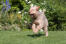 A healthy adult Otterhound bounding across the grass