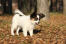 A gorgeous Papillon enjoying the autumn woods