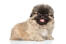 A beautiful soft Pekingese sitting attentively