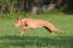 A healthy female Pharaoh Hound running at full pace