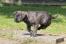 A beautiful little dark coat Picardy Sheepdog puppy running at full pace