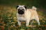 A close up of a Pug's beautiful, little, curly tail and and thick, blonde coat