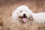 A Komondor with a short, curly, white coat playing in the grass