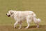 A Pyrenean Mountain Dog strolling, with a long, thick white coat