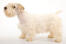 A beautiful, adult Sealyham Terrier showing off it's short body and thick, soft coat