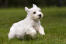 A wonderful little Sealyham Terrier puppy bounding across the grass