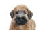 A Soft Coated Wheaten Terrier puppy's beautiful little face and floppy ears