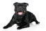 A young adult Staffordshire Bull Terrier with a lovely thick, black coat