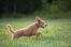 A wonderful brown coated Standard Poodle bounding through the grass