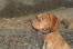 A close up of a Vizsla's strong, stern head