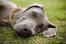 A close up of a tired Weimaraner beautiful, soft ears