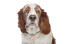 A close up of a Welsh Springer Spaniel's beautiful soft