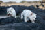 Two West Highland Terrier's enjoying each others company on the rocks