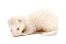 A young Albino Ferret with a scruffy white coat