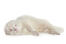 An Albino Ferret's incredible thick white fur