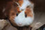 A close up of an Abyssinian Guinea Pig's big beautiful eyes