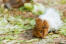 An Abyssinian Guinea Pig with beautiful white and red fur