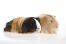 Two lovely little Silky Guinea Pigs lying together