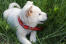 Korean-Jindo-Puppy