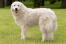 Maremma-Sheepdog-Happy