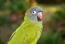 A Blue Crowned Parakeet's wonderful feather pattern