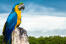 A wonderful Blue and Yellow Macaw's incredible colour pattern