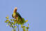 A Cuban Amazon perched high up in a tree