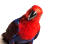 An Eclectus Parrot's powerful, red chest colours