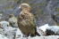 A Kea's beautiful brown chest feathers and striking beak