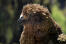 A close up of a Kea's lovely, brown head feathers