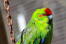 A close up of a Red Crowned Parakeet's wonderful, red head feathers