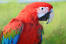 A close up of a Red and Blue Macaw's beautiful, white face fethers