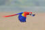 An amazing Scarlet Macaw in mid flight