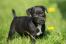 Patterdale-Terrier-Puppy