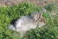 An Angora rabbit playing on the grass