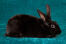 The wonderful short thick black fur of a Black Rex rabbit