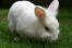 A beautiful young Lionhead rabbit with an incredible white coat